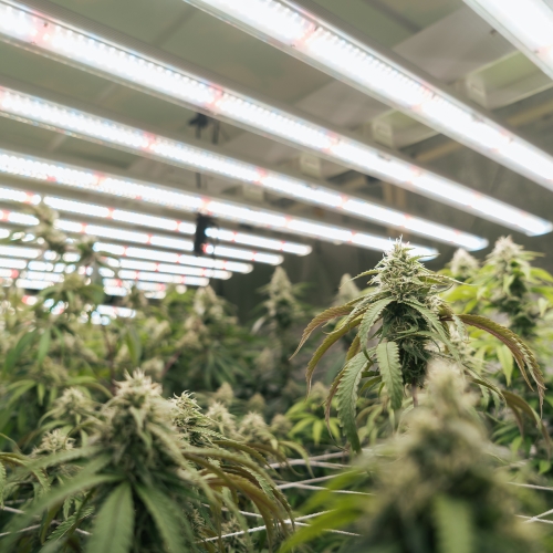 Cannabis growing under lights